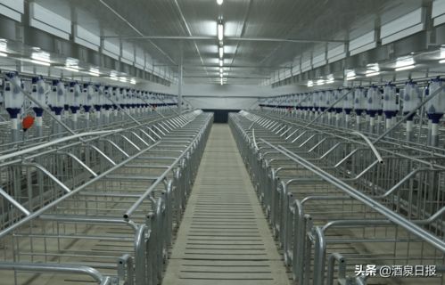 打出組合拳，酒泉市多措并舉促生豬穩(wěn)產保供，助力畜牧漁業(yè)飼料銷售穩(wěn)健發(fā)展