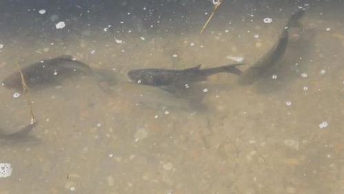 鞏留縣舉行2025年漁業(yè)資源增殖放流活動 助力生態(tài)保護與產業(yè)發(fā)展